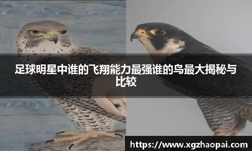 足球明星中谁的飞翔能力最强谁的鸟最大揭秘与比较